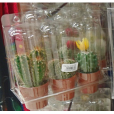 Cactus Canarias - 3x Kaktus Set gemischt klein Pflanzen mit Topf in Blisterpackung von Gran Canaria