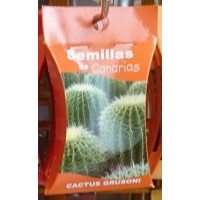Semillas de Canarias - Cactus Grusoni Kakteen-Samen von Teneriffa