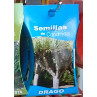 Semillas de Canarias - Drago Drachenbaum Samen von Teneriffa